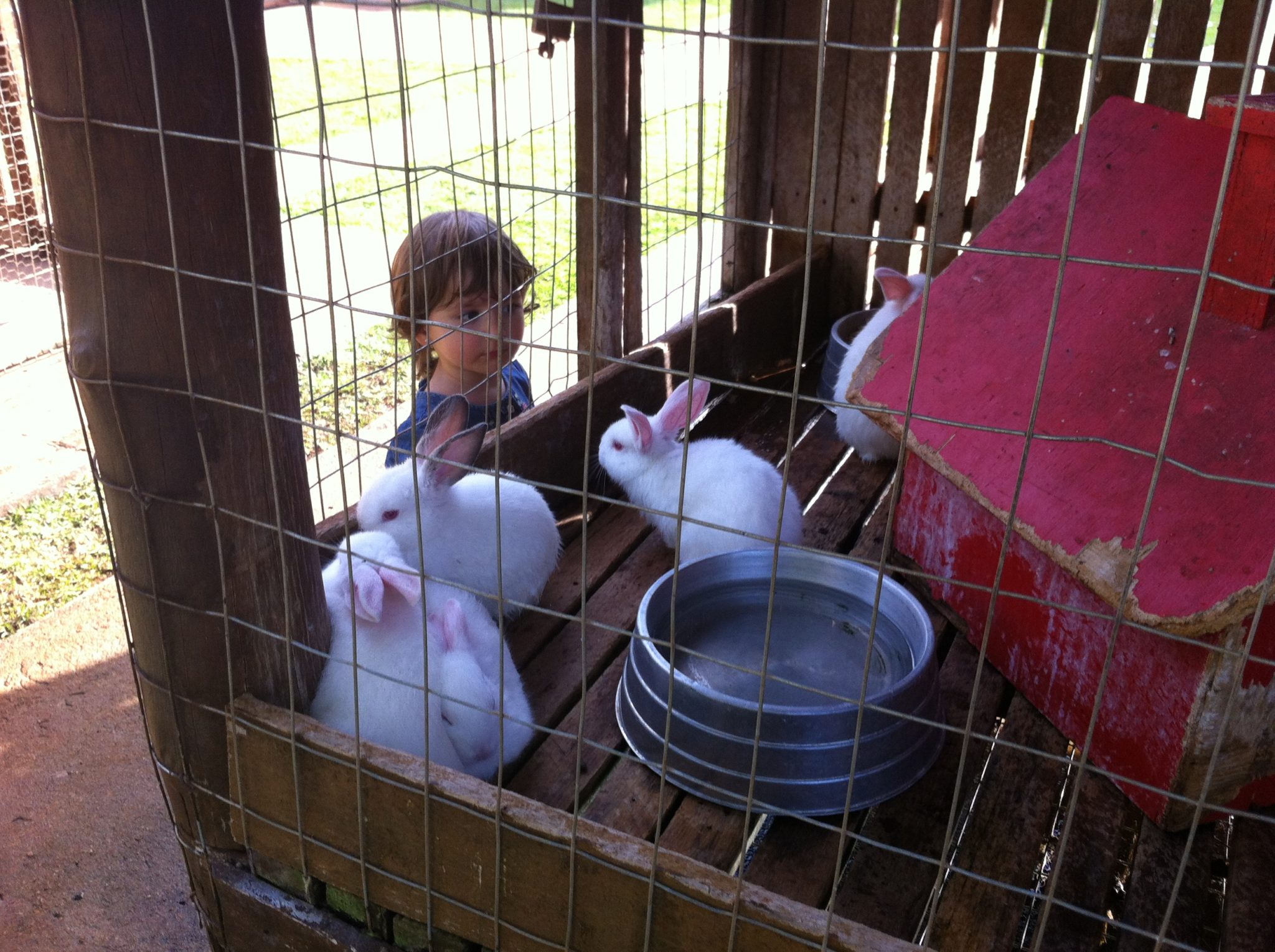 Minha filha Manu adorou os coelhinhos da Fazendinha/Foto: Blog Mamãe Prática