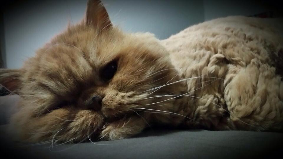 O gato Bóris, meu ex-gato persa